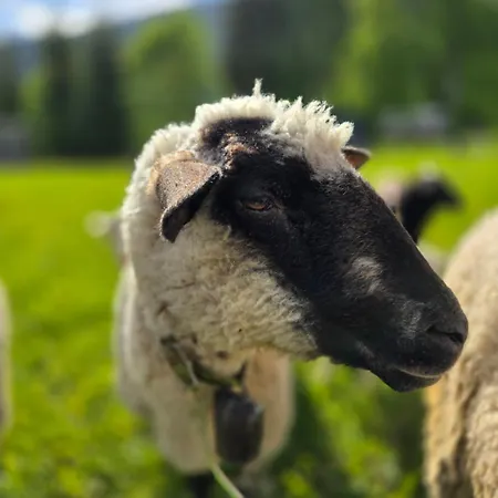 Palcovka - U Ondry A U Andelky 아파트 Huty